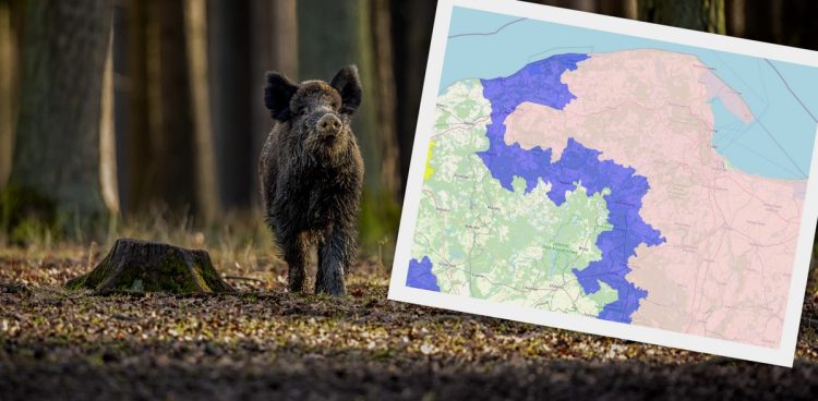 (fot. Freepik, Główny Inspektorat Weterynarii)