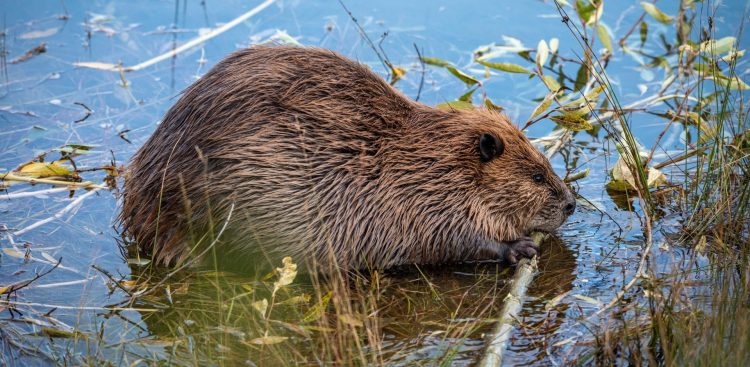 (Fot. PublicDomainPictures)