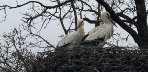 (Fot. Radio Gdańsk/Łukasz Kosik)