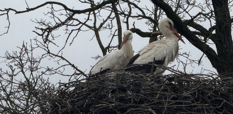 (Fot. Radio Gdańsk/Łukasz Kosik)