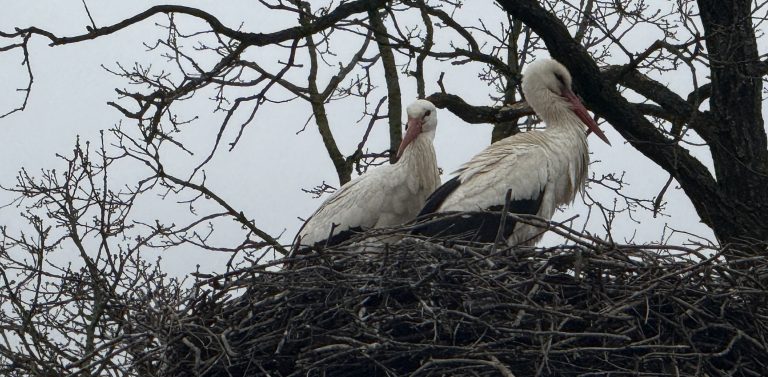 (Fot. Radio Gdańsk/Łukasz Kosik)