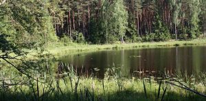 Bory Tucholskie (fot. Wikimedia Commons)