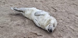 Irek z Ustki (fot. Facebook/Stacja Morska im. Profesora Krzysztofa Skóry UG)