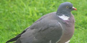 (fot. Wikimedia Commons)