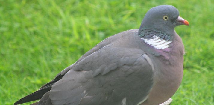 (fot. Wikimedia Commons)