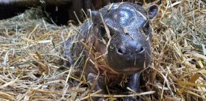 (fot. Gdański Ogród Zoologiczny/Anna Żyłko)