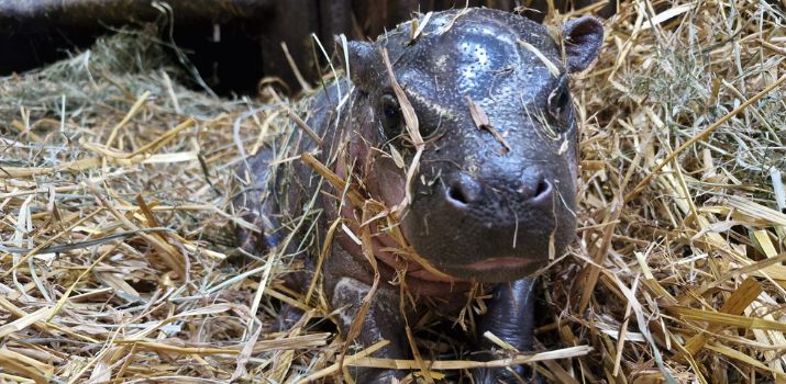 (fot. Gdański Ogród Zoologiczny/Anna Żyłko)