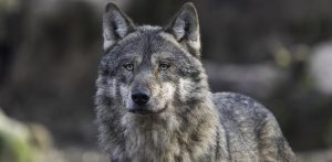 Zdjęcie ilustracyjne (fot. Pixabay)