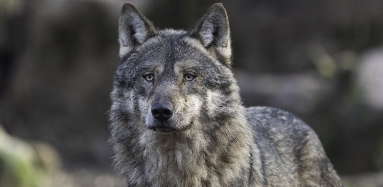 Zdjęcie ilustracyjne (fot. Pixabay)