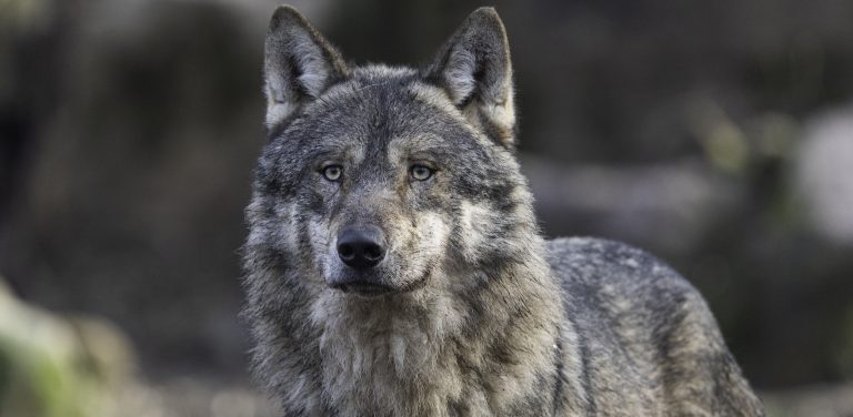 Zdjęcie ilustracyjne (fot. Pixabay)