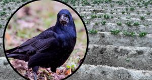 (fot. Freepik/słuchacz RG)