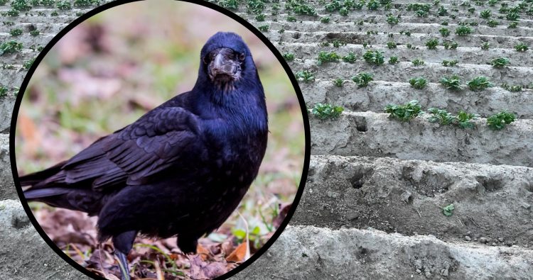 (fot. Freepik/słuchacz RG)