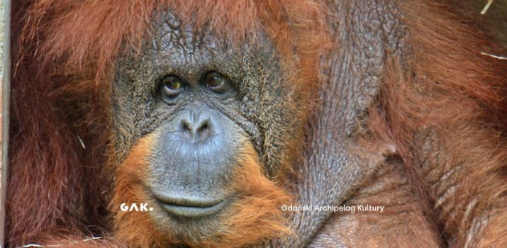 (fot. Gdański Ogród Zoologiczny)
