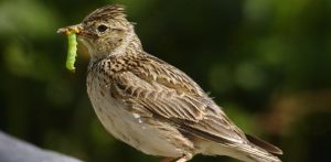 (fot. Wikimedia Commons)