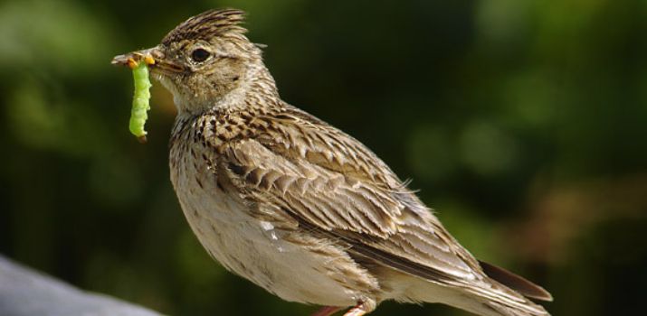 (fot. Wikimedia Commons)