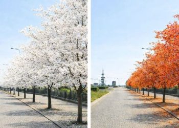 (Graf. mat. pras. Wydziału Ogrodnika Miasta)