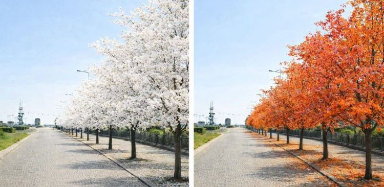 (Graf. mat. pras. Wydziału Ogrodnika Miasta)