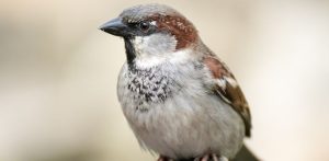 (fot. pl.wikipedia.org)