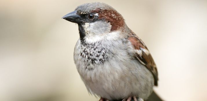 (fot. pl.wikipedia.org)