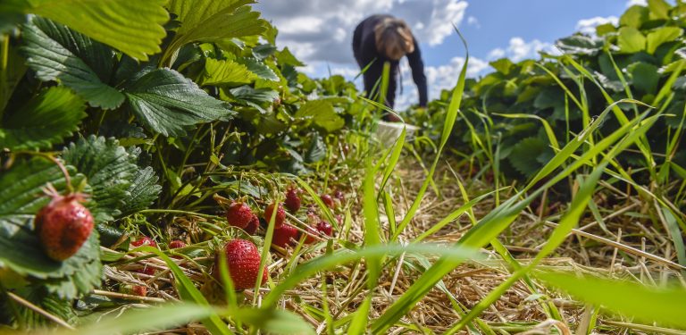 Zdjęcie ilustracyjne, zbiór truskawek na polu Państwa Czajów we wsi Borzestowska Huta na Kaszubach (fot. Maciej Kosycarz / KFP)