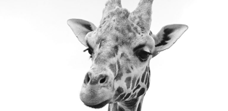 (Fot. Gdański Ogród Zoologiczny)