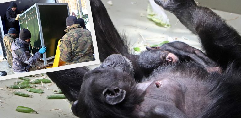 (Fot. Gdański Ogród Zoologiczny ; Anna Olszewska ; Paweł Ciesielski)