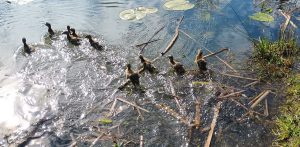 (Fot. Straż Miejska w Gdańsku)