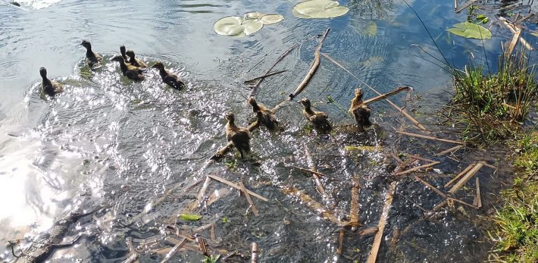 (Fot. Straż Miejska w Gdańsku)