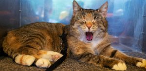 Zdjęcie archiwalne. Akcja "Koty na wypadzie" Schroniska dla bezdomnych zwierząt "Promyk" (fot. Anna Rezulak / KFP)