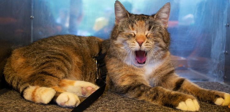 Zdjęcie archiwalne. Akcja "Koty na wypadzie" Schroniska dla bezdomnych zwierząt "Promyk" (fot. Anna Rezulak / KFP)