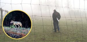 Leszek Roskowiński, sołtys Możdżanowa, wciąż nie może się otrząsnąć po utracie stada danieli (fot. Radio Gdańsk/Łukasz Kosik)