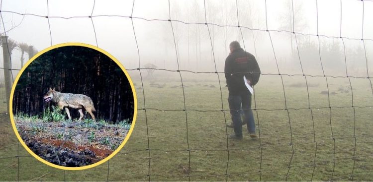 Leszek Roskowiński, sołtys Możdżanowa, wciąż nie może się otrząsnąć po utracie stada danieli (fot. Radio Gdańsk/Łukasz Kosik)