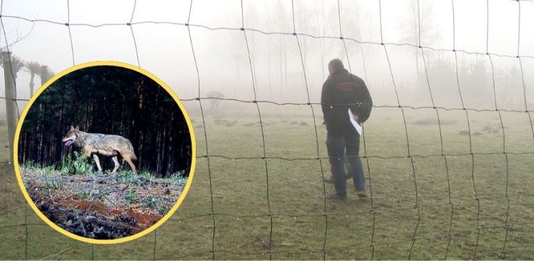 Leszek Roskowiński, sołtys Możdżanowa, wciąż nie może się otrząsnąć po utracie stada danieli (fot. Radio Gdańsk/Łukasz Kosik)