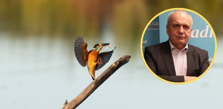 Zdjęcie w tle: "Zimorodek" (fot. dr hab. med. Maciej Brzeziński, Radio Gdańsk)