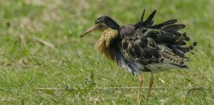 (fot. Wikimedia Commons)