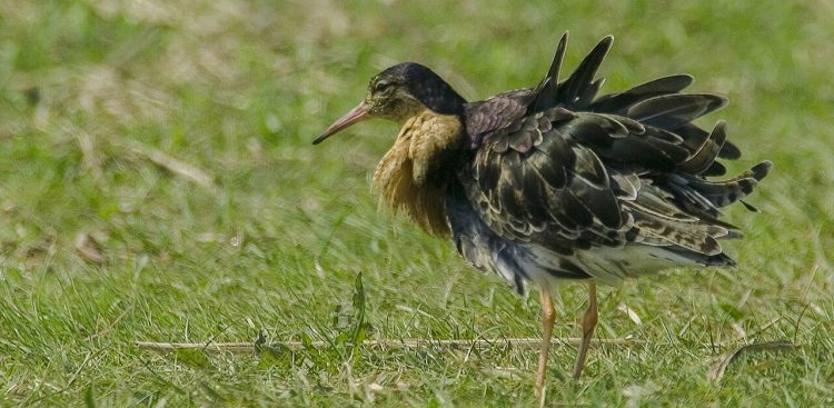 (fot. Wikimedia Commons)