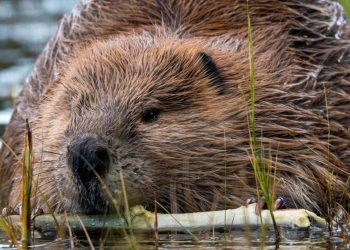 Zdjęcie ilustracyjne (fot. publicdomainpictures.net)