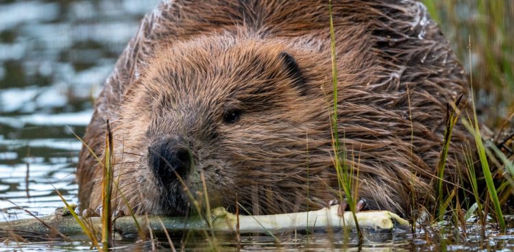 Zdjęcie ilustracyjne (fot. publicdomainpictures.net)