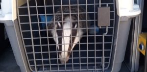 (fot. Referat Ochrony Środowiska i Profilaktyki Społecznej Wydziału Straży Miejskiej i Zarządzania Kryzysowego)