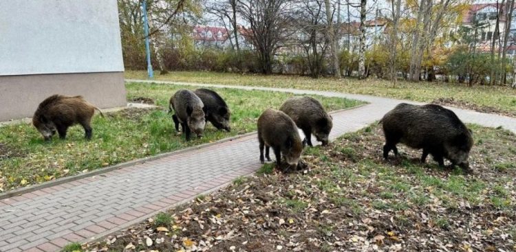 (fot. Leonard Wawrzyniak/Straż Miejska w Gdyni)