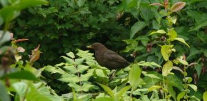 Kos (fot. Wikimedia Commons)