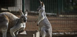 (fot. Krzysztof Mystkowski / KFP)