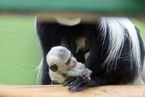 (Fot. Gdański Ogród Zoologiczny/Paweł Ciesielski)