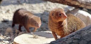 (Fot. Gdański Ogród Zoologiczny/Paweł Ciesielski)