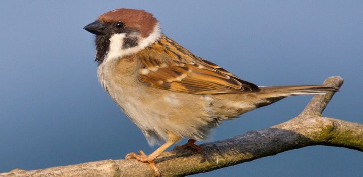 (fot. Wikimedia Commons)