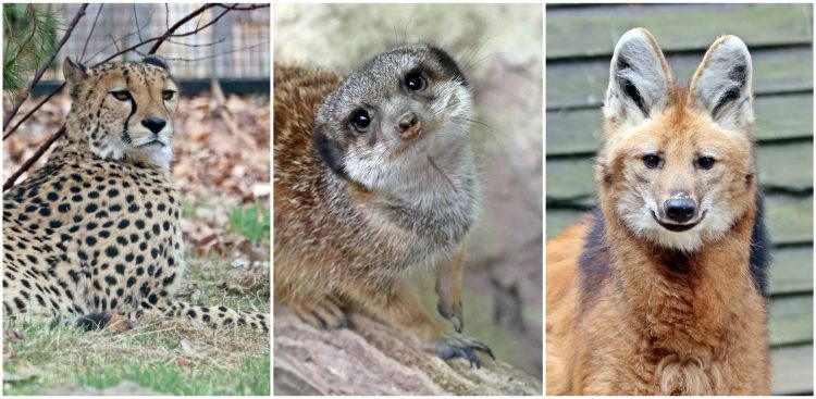 Gepard, pampasowiec i surykatki trafiły do zoo w Gdańsku (fot. Miasto Gdańsk)