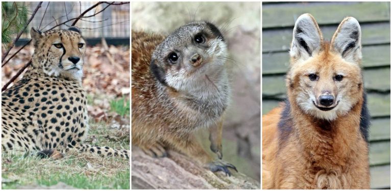 Gepard, pampasowiec i surykatki trafiły do zoo w Gdańsku (fot. Miasto Gdańsk)