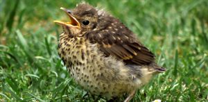 Podlot drozda śpiewaka (fot. Wikimedia Commons)