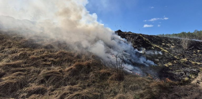 (fot. Nadleśnictwo Czersk)