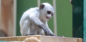 (fot. Gdański Ogród Zoologiczny/Paweł Ciesielski)